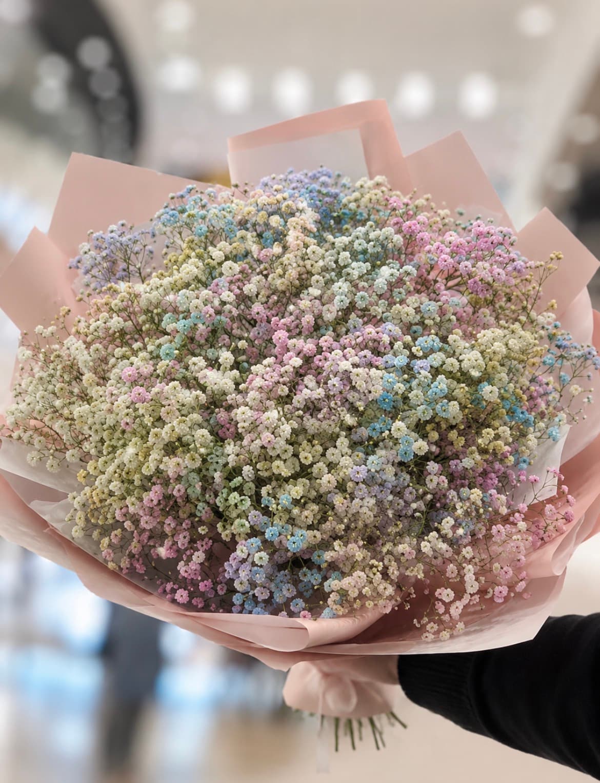 Gypsophila